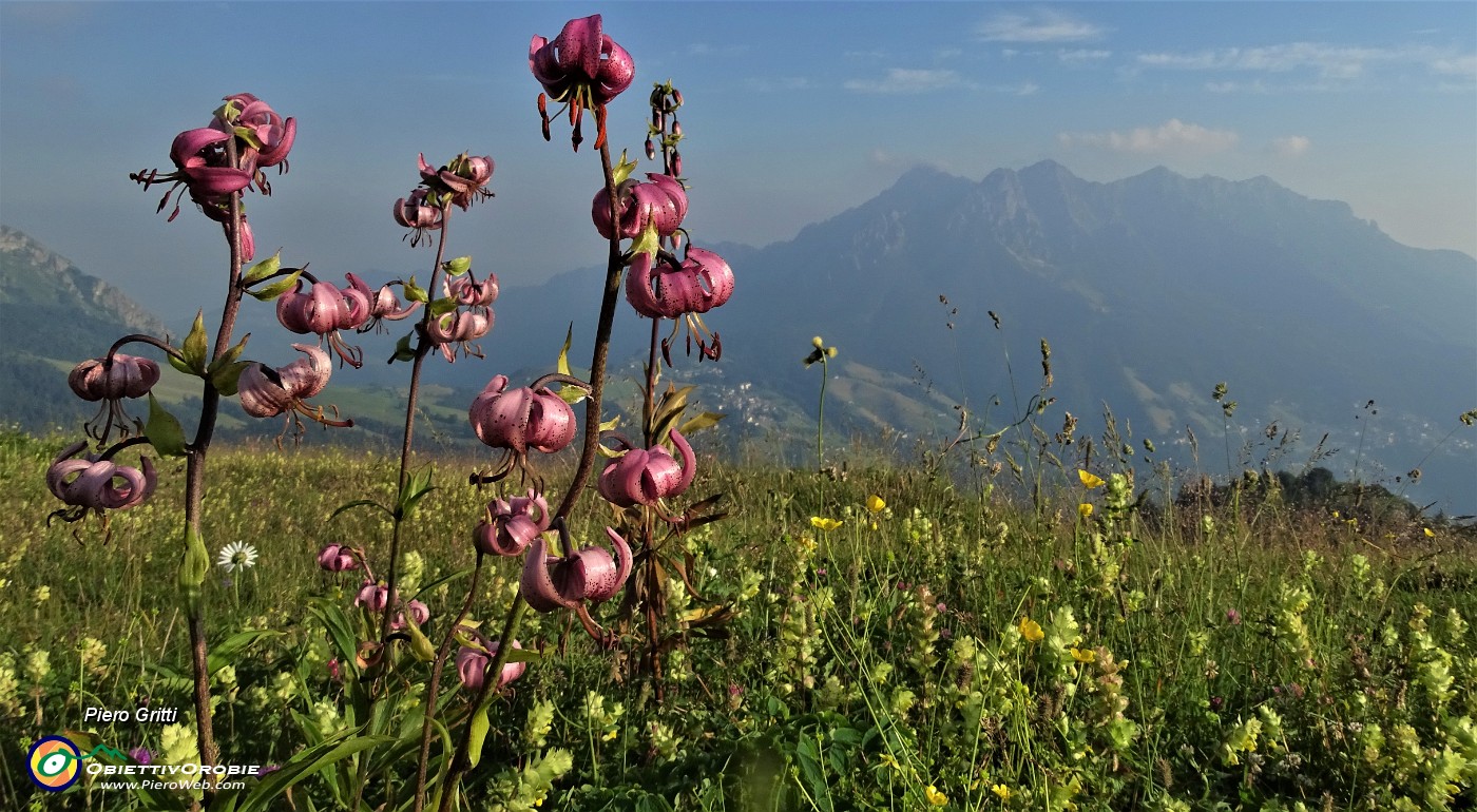 99 Giglio martagone (Lilium martagon) con vista in Alben .JPG